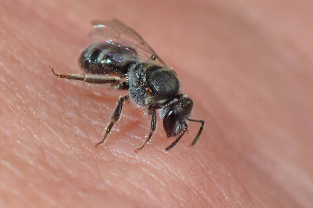 Lasioglossum (Chilalictus), Midwest WA © Gary Taylor