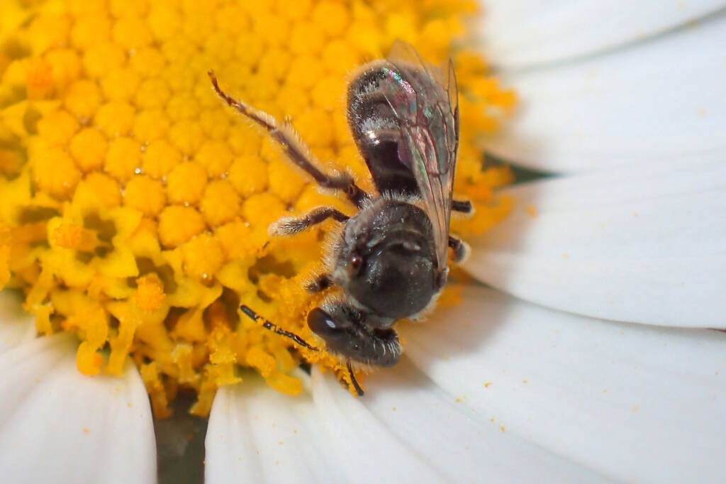 Lasioglossum (Chilalictus), Midwest WA © Gary Taylor
