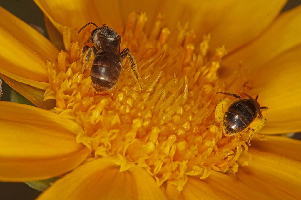 Lasioglossum (Chilalictus) brunnesetum © Marc Newman