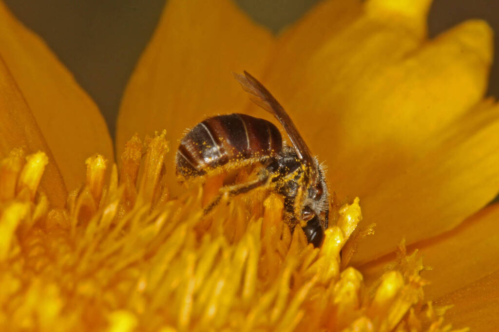 Lasioglossum (Chilalictus) brunnesetum © Marc Newman