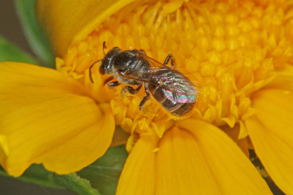 Lasioglossum (Chilalictus) brunnesetum © Marc Newman