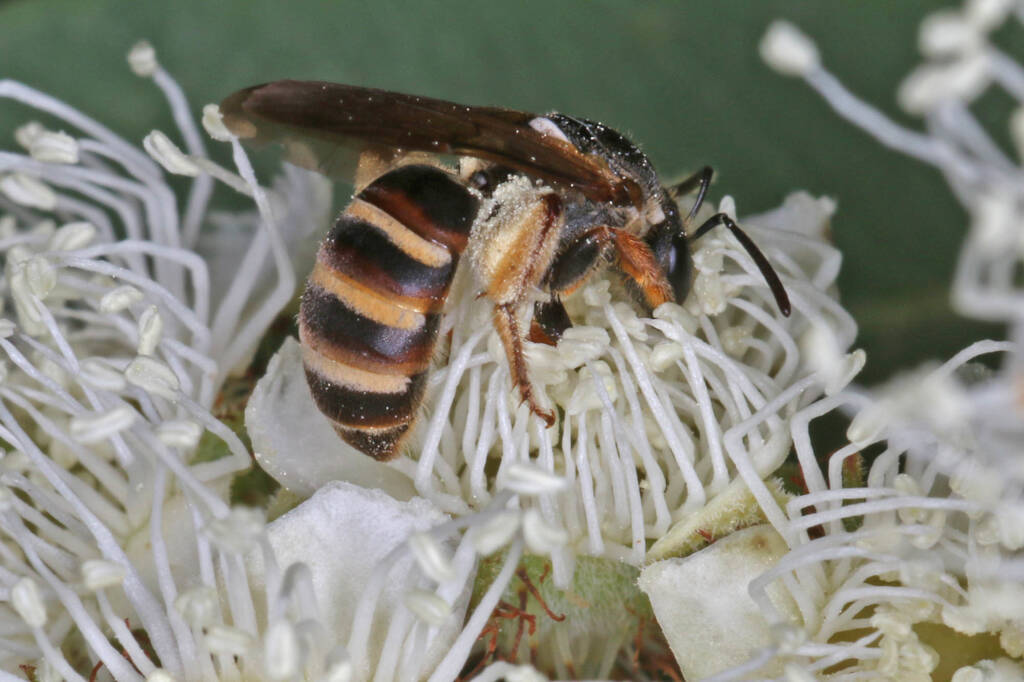 Lasioglossum (Chilalictus) brunnesetum on Angophora floribunda, Ballandean QLD © Marc Newman