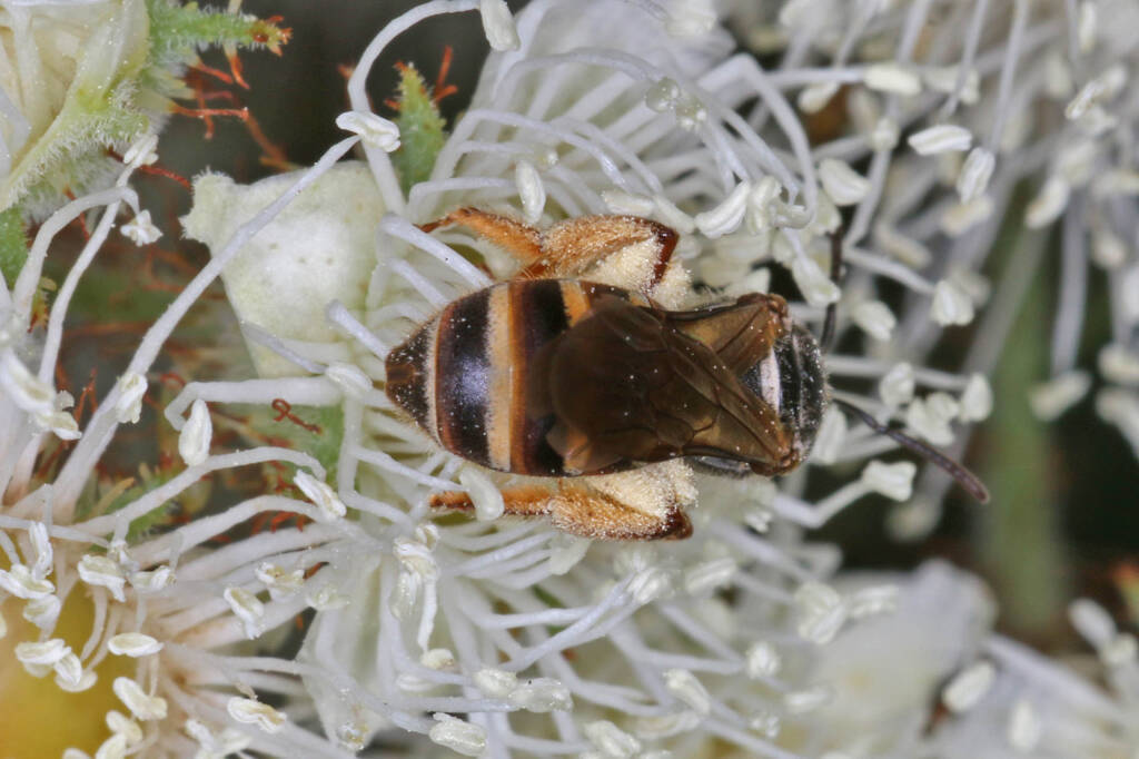 Lasioglossum (Chilalictus) brunnesetum on Angophora floribunda, Ballandean QLD © Marc Newman