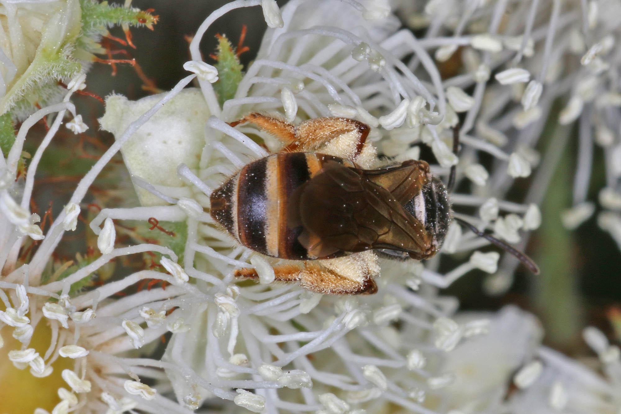 Lasioglossum (Chilalictus) brunnesetum on Angophora floribunda, Ballandean QLD © Marc Newman