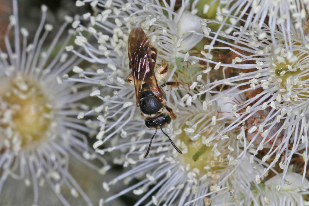 Lasioglossum (Chilalictus) brunnesetum on Angophora floribunda, Ballandean QLD © Marc Newman
