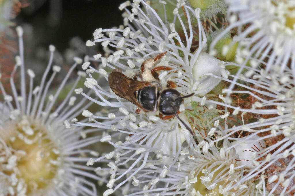 Lasioglossum (Chilalictus) brunnesetum on Angophora floribunda, Ballandean QLD © Marc Newman