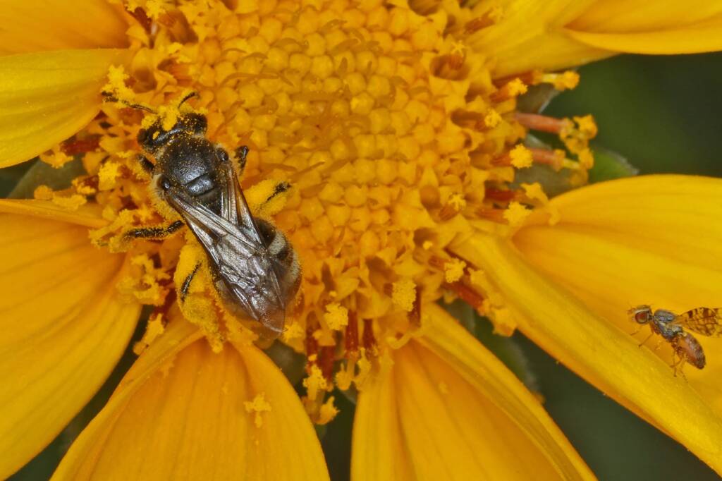 Lasioglossum (Chilalictus) willsi, Ballandean QLD © Marc Newman