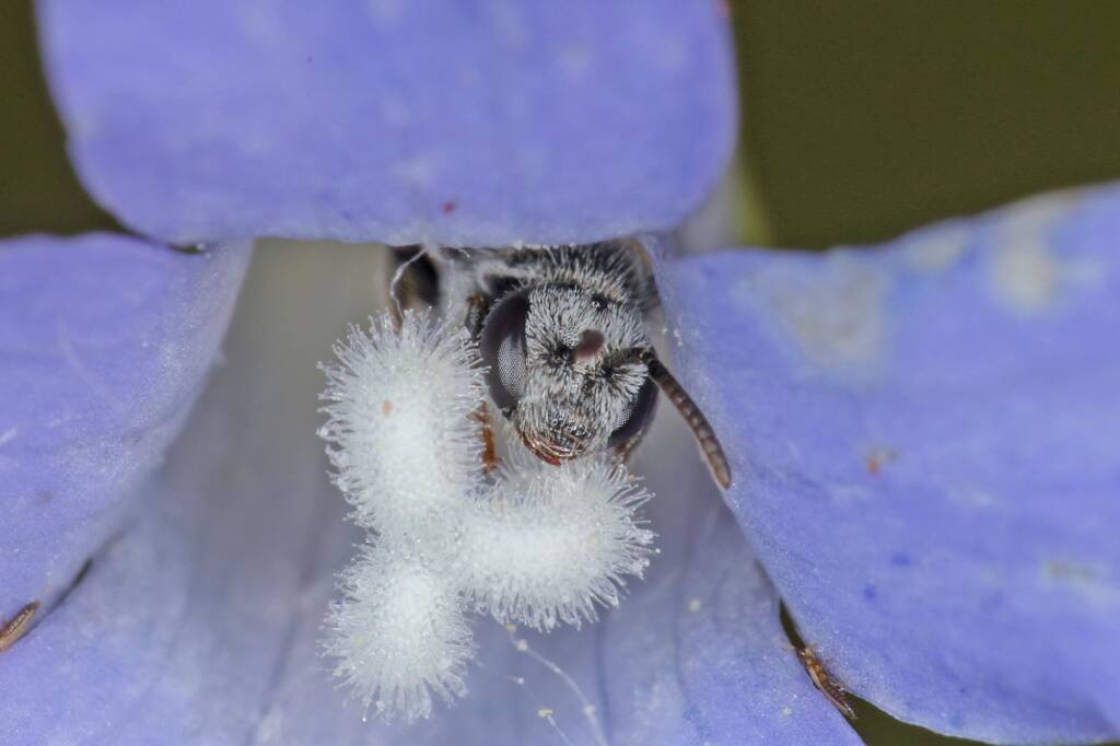 Lasioglossum (Chilalictus) willsi, Ballandean QLD © Marc Newman