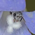Lasioglossum (Chilalictus) willsi, Ballandean QLD © Marc Newman