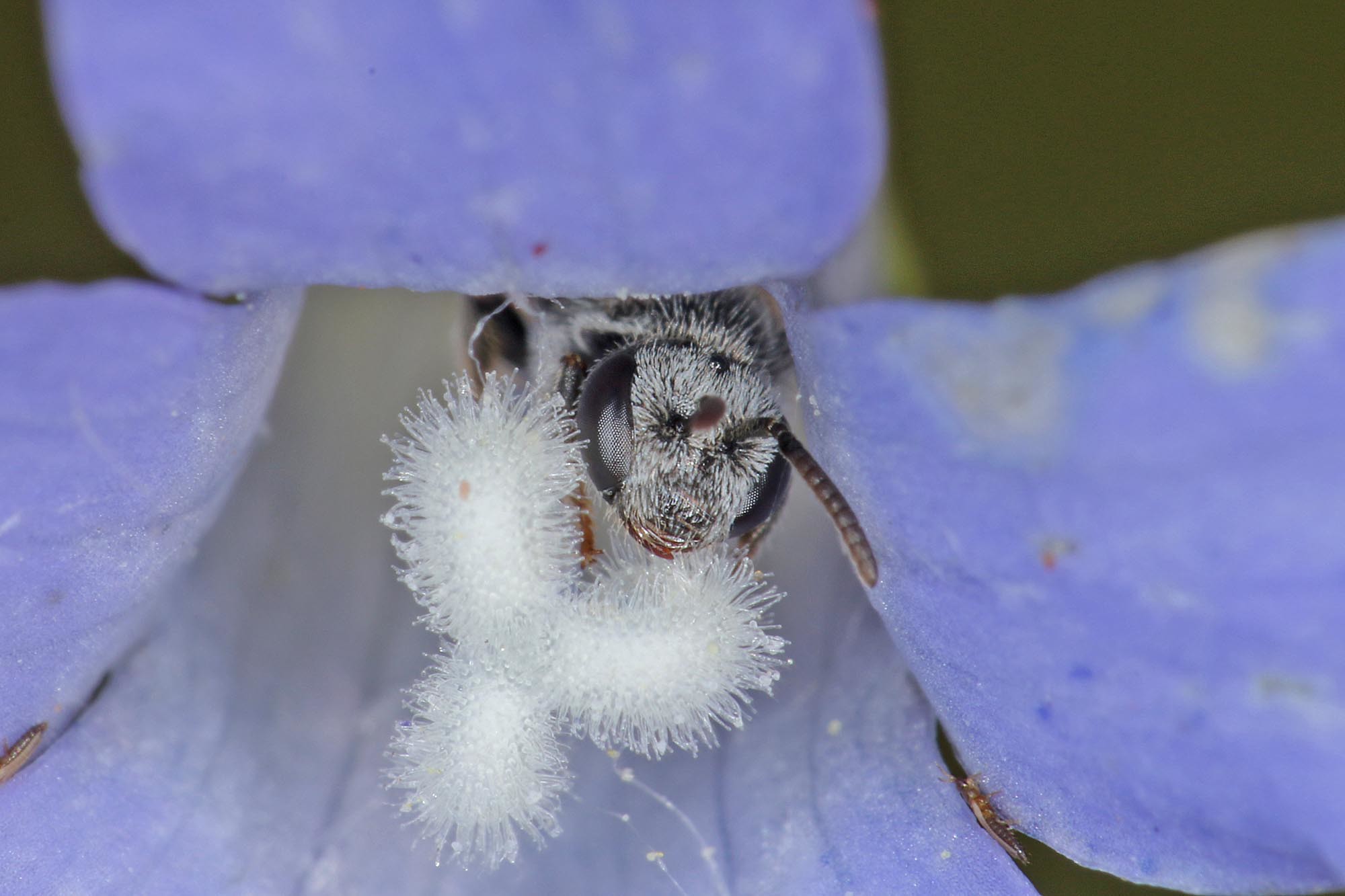 Lasioglossum (Chilalictus) willsi, Ballandean QLD © Marc Newman