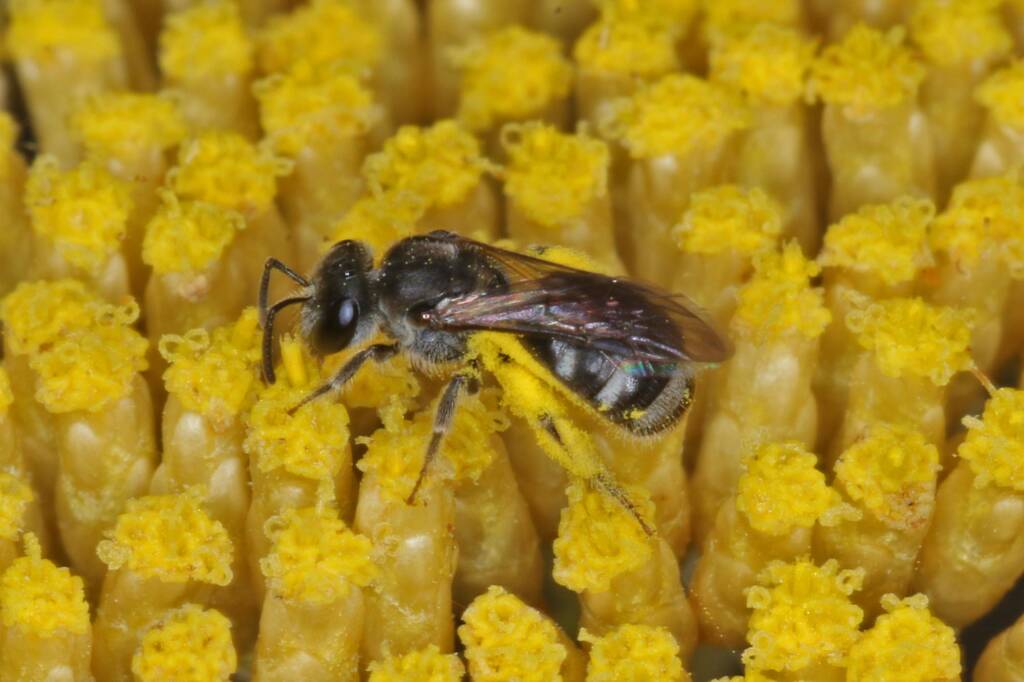 Lasioglossum (Chilalictus) willsi, Amiens QLD © Marc Newman