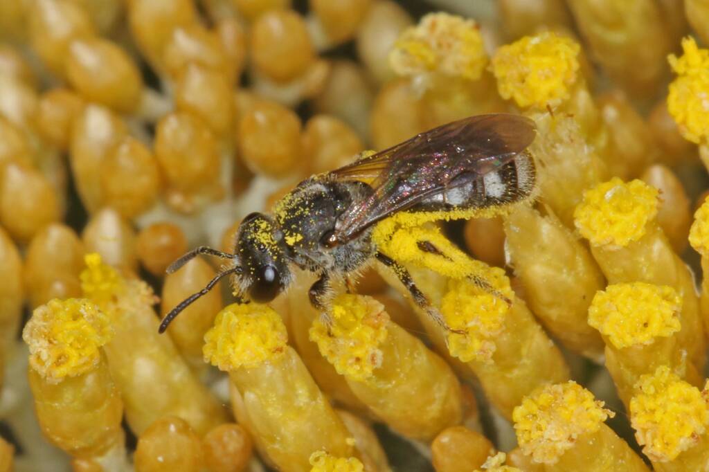 Lasioglossum (Chilalictus) willsi, Amiens QLD © Marc Newman