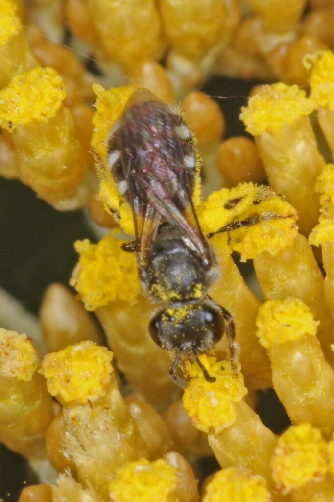 Lasioglossum (Chilalictus) willsi, Amiens QLD © Marc Newmanq