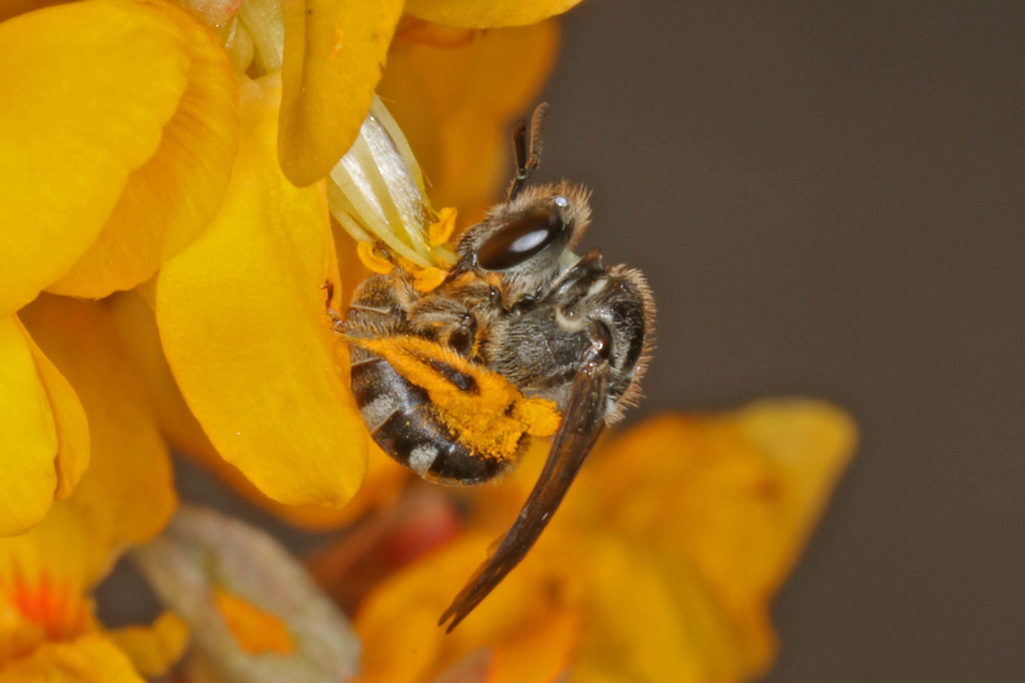 Lasioglossum (Chilalictus) willsi, Amiens QLD © Marc Newman