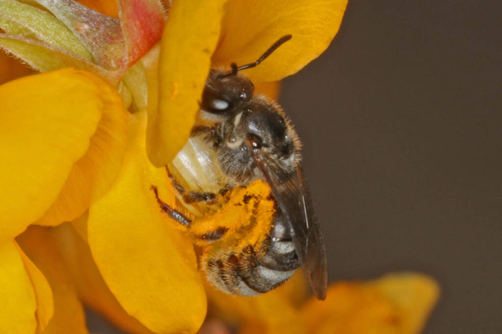 Lasioglossum (Chilalictus) willsi on Jacksonia scoparia, Amiens QLD © Marc Newman