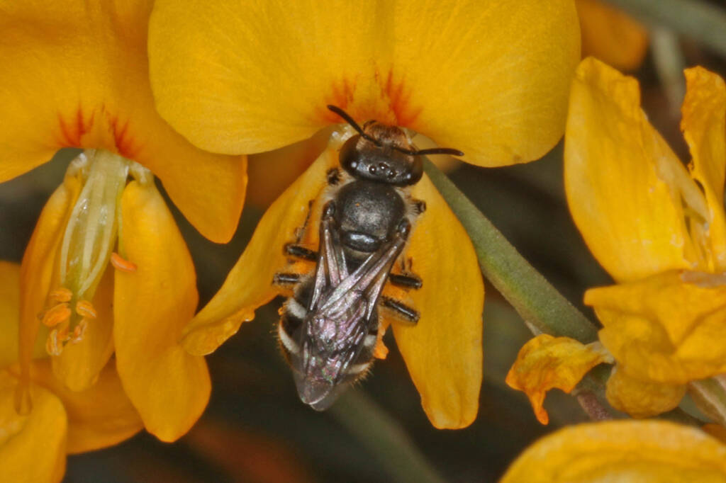 Lasioglossum (Chilalictus) willsi on Jacksonia scoparia, Amiens QLD © Marc Newman