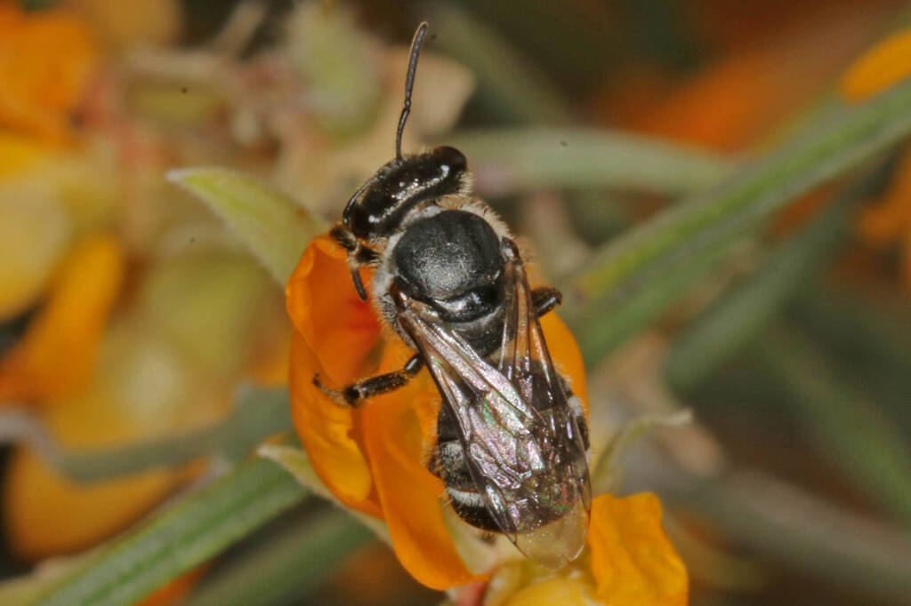 Lasioglossum (Chilalictus) willsi on Jacksonia scoparia, Amiens QLD © Marc Newman
