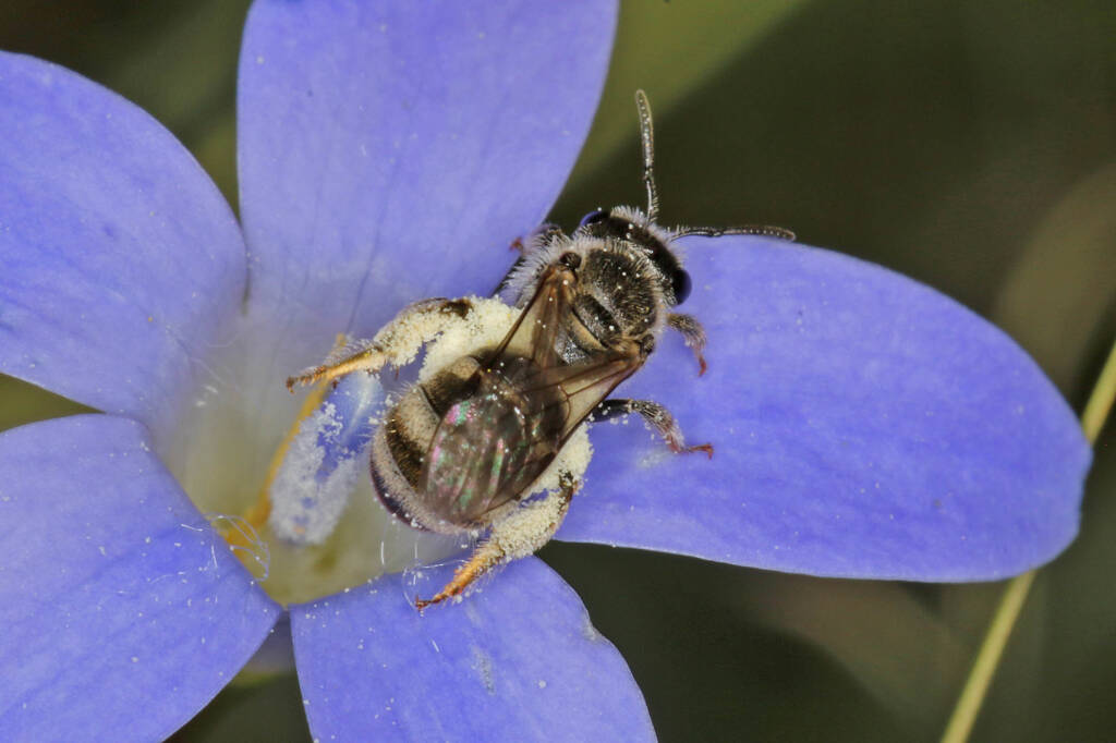 Lasioglossum (Chilalictus) willsi on Wahlenbergia, Ballandean QLD © Marc Newman
