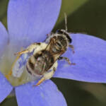 Lasioglossum (Chilalictus) willsi on Wahlenbergia, Ballandean QLD © Marc Newman