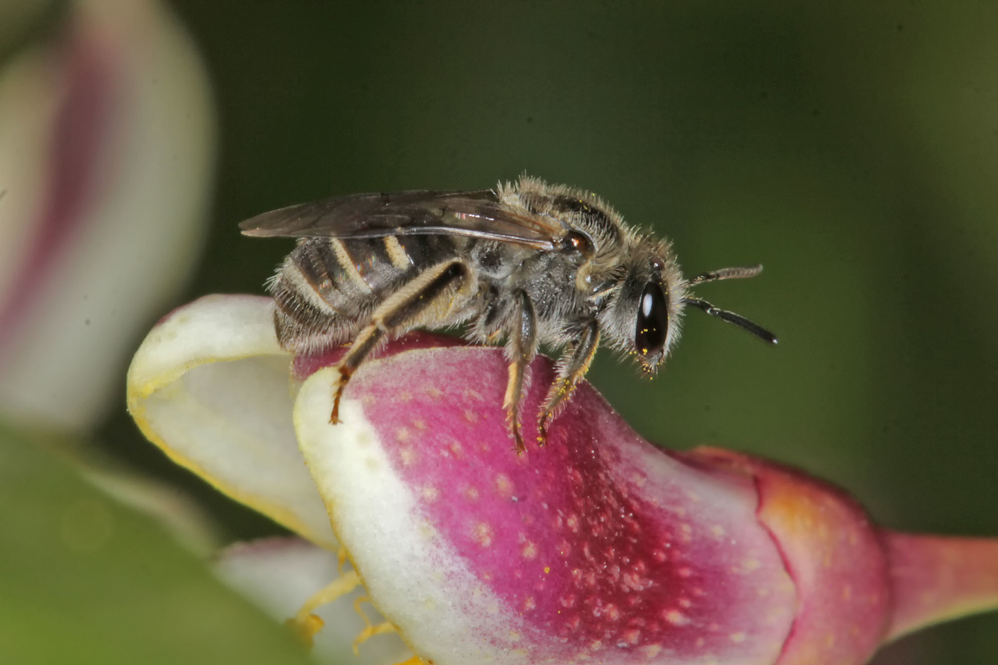 Lasioglossum (Chilalictus) willsi on lemon flower, Ballandean QLD © Marc Newman