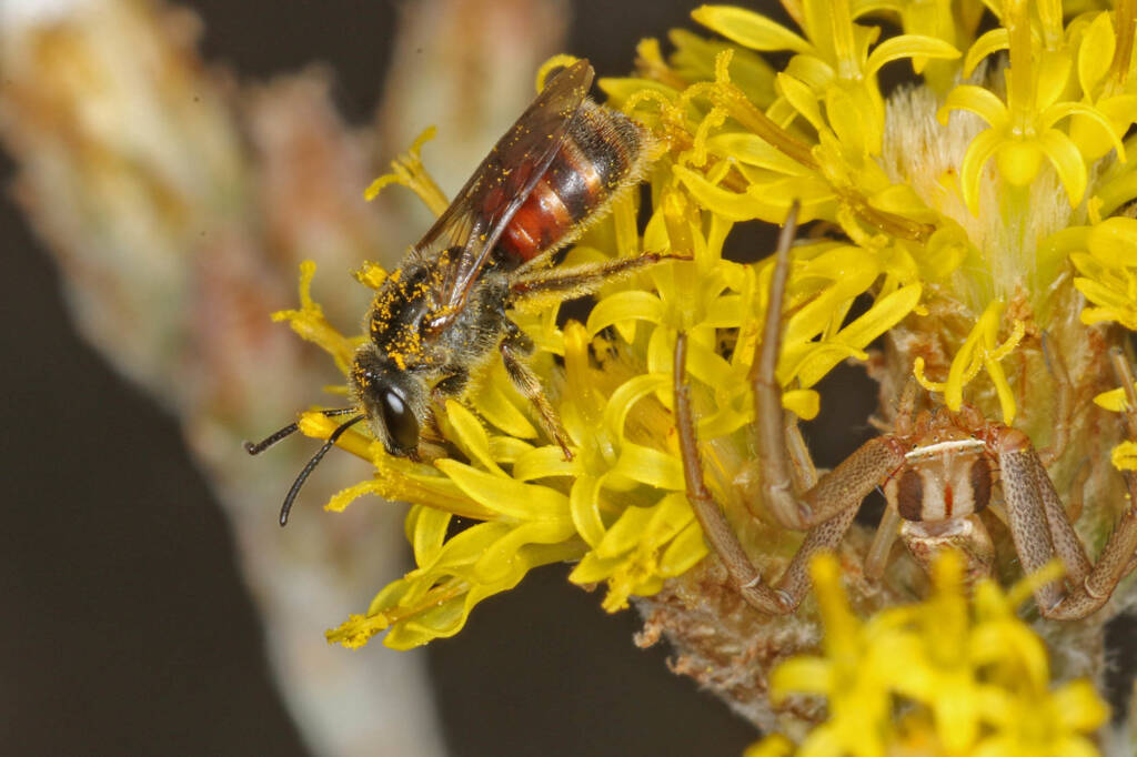 Bee (Lasioglossum Parasphecodes sp.) and spider (Crab Spider Runcinia acuminata), Ballandean QLD © Marc Newman