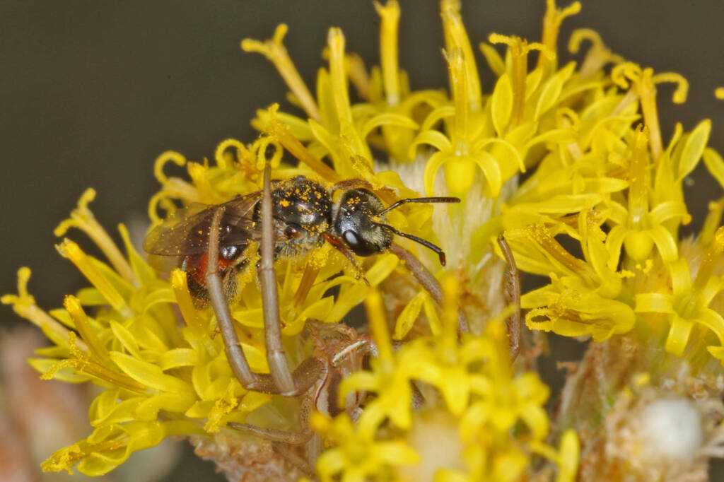Bee (Lasioglossum Parasphecodes sp.) and spider (Crab Spider Runcinia acuminata), Ballandean QLD © Marc Newman