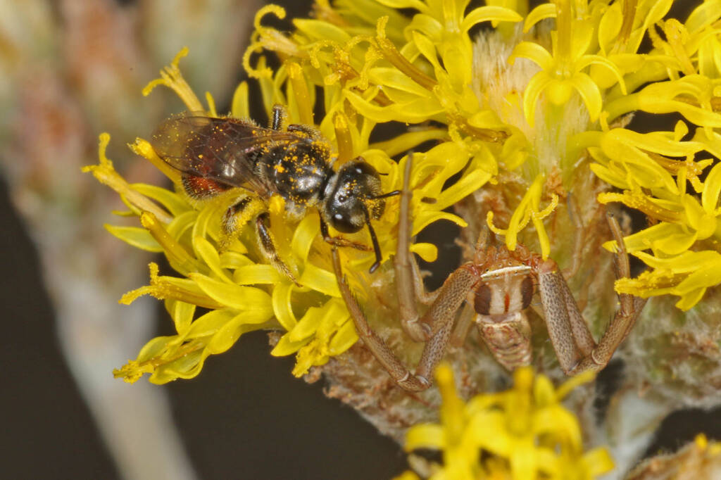 Bee (Lasioglossum Parasphecodes sp.) and spider (Crab Spider Runcinia acuminata), Ballandean QLD © Marc Newman