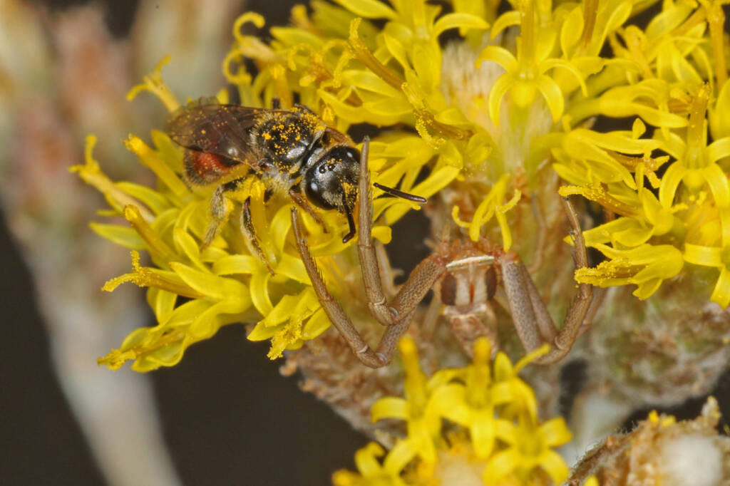 Bee (Lasioglossum Parasphecodes sp.) and spider (Crab Spider Runcinia acuminata), Ballandean QLD © Marc Newman