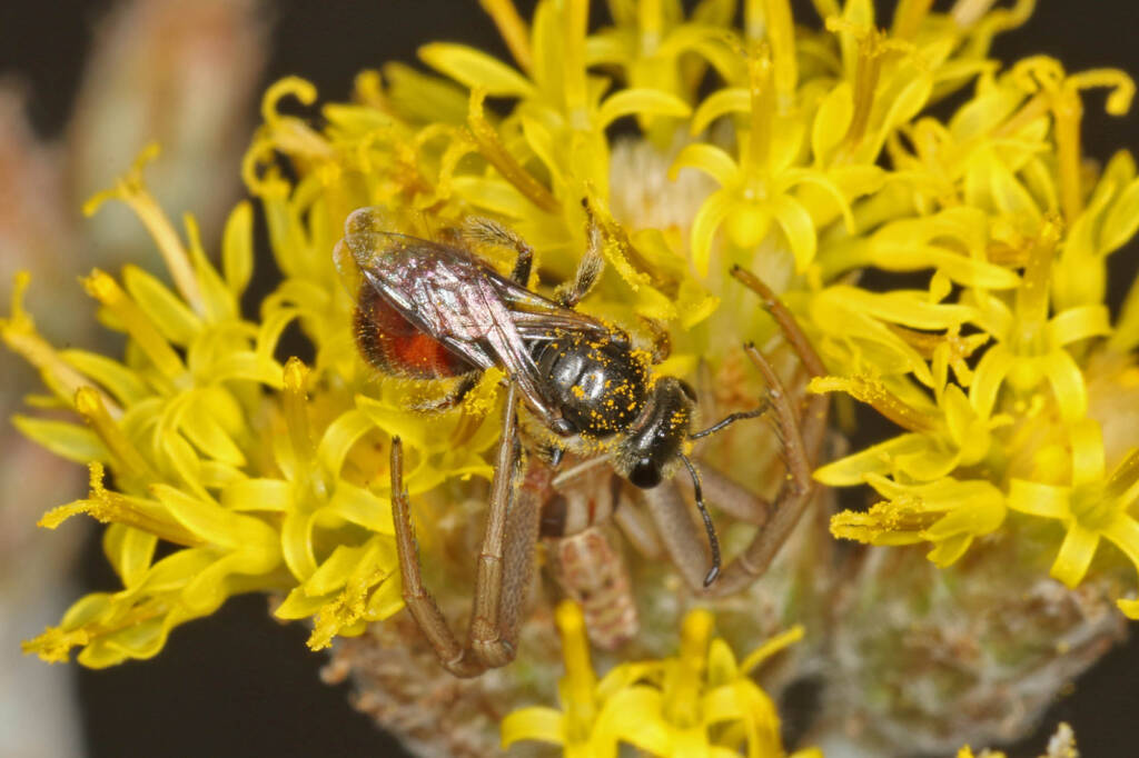 Bee (Lasioglossum Parasphecodes sp.) and spider (Crab Spider Runcinia acuminata), Ballandean QLD © Marc Newman