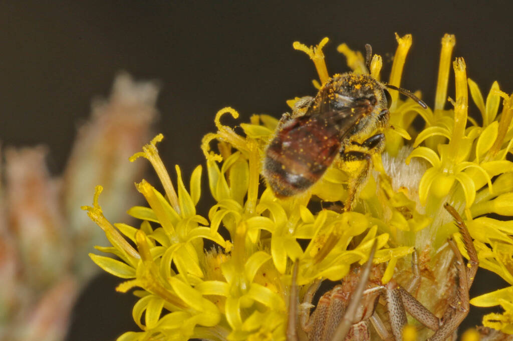 Bee (Lasioglossum Parasphecodes sp.) and spider (Crab Spider Runcinia acuminata), Ballandean QLD © Marc Newman