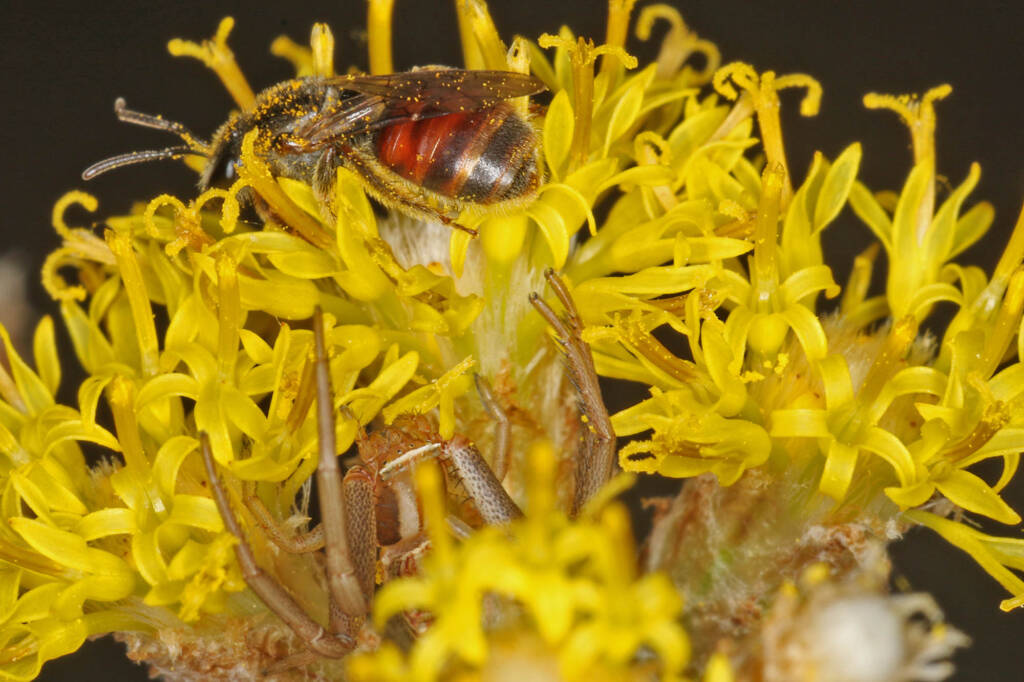 Bee (Lasioglossum Parasphecodes sp.) and spider (Crab Spider Runcinia acuminata), Ballandean QLD © Marc Newman
