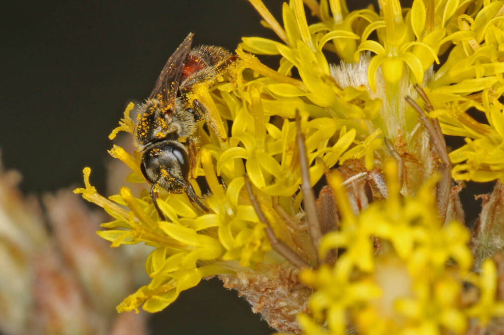 Bee (Lasioglossum Parasphecodes sp.) and spider (Crab Spider Runcinia acuminata), Ballandean QLD © Marc Newman