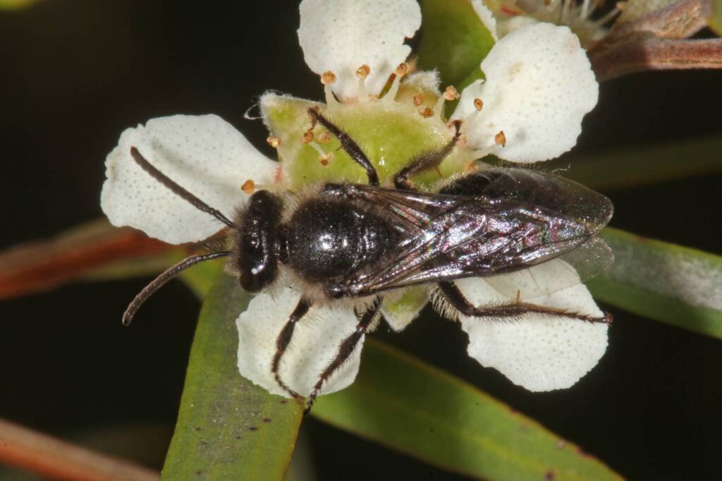 Leioproctus (Cladocerapis) bipectinatus © Marc Newman