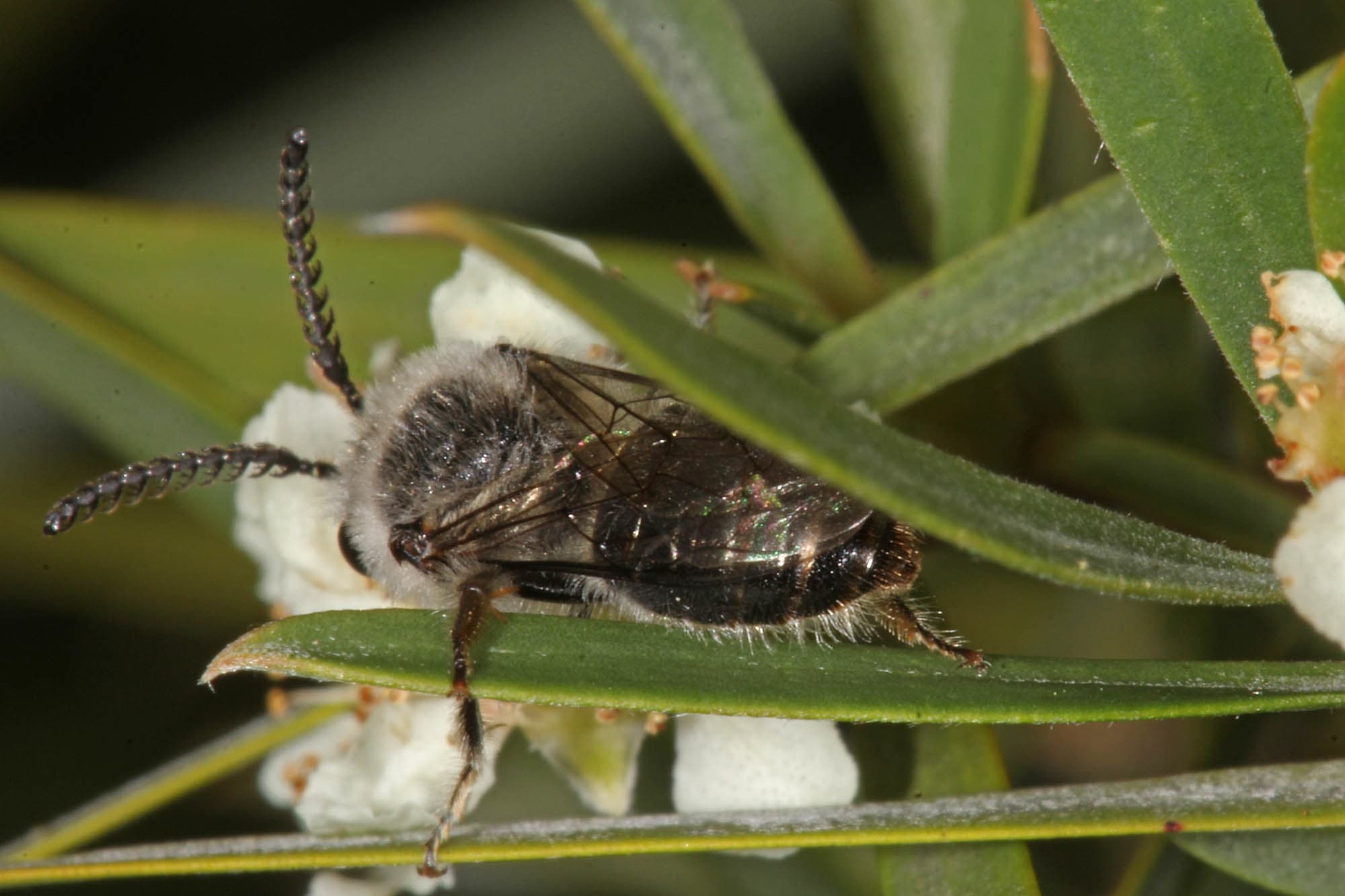 Leioproctus (Cladocerapis) bipectinatus © Marc Newman