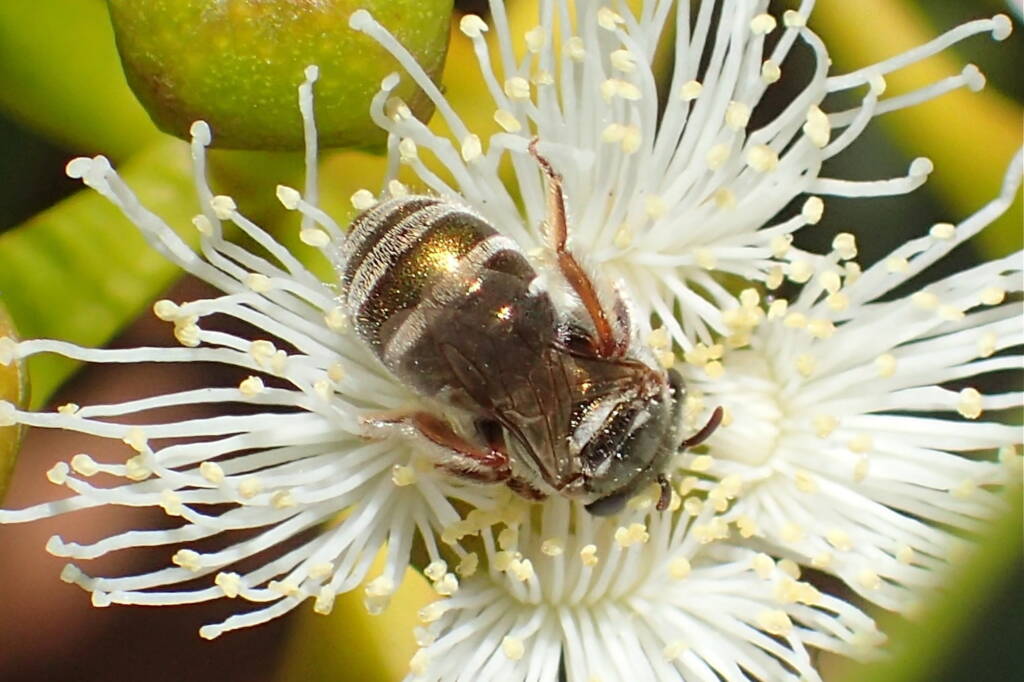 Lipotriches flavoviridis © Gary Taylor