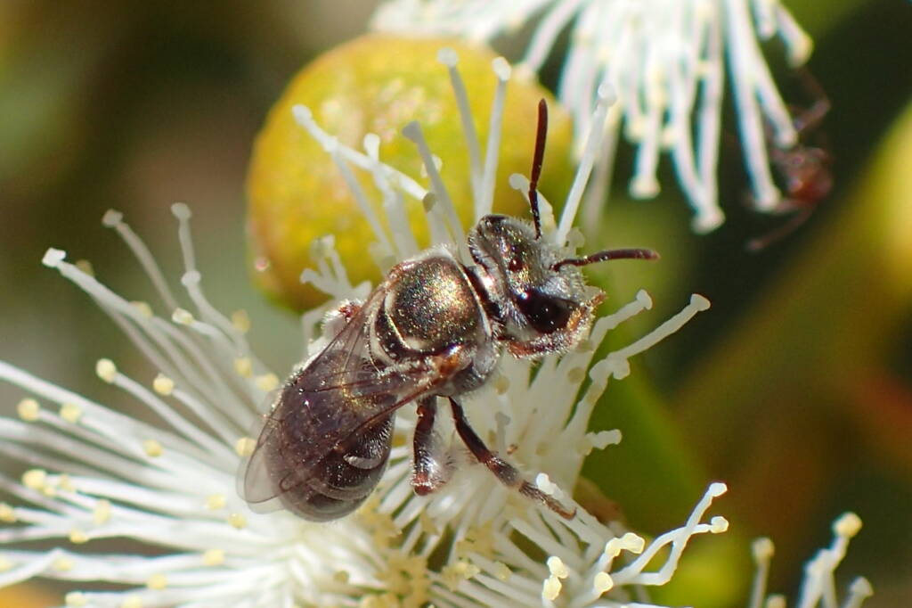 Lipotriches flavoviridis © Gary Taylor