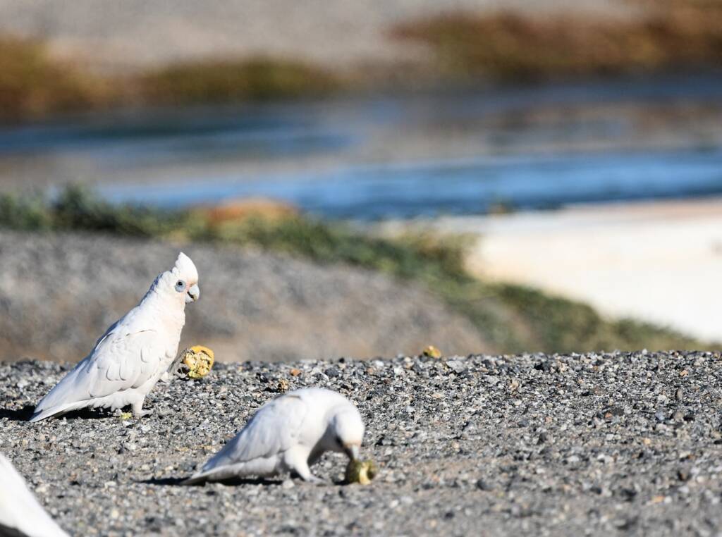 Little Corella (Cacatua sanguinea), Alice Springs Ponds © Dorothy Latimer
