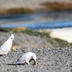 Little Corella (Cacatua sanguinea), Alice Springs Ponds © Dorothy Latimer
