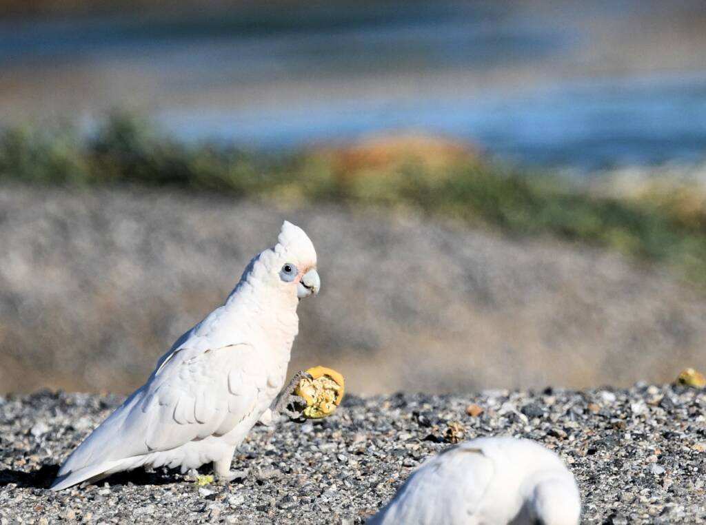 Little Corella (Cacatua sanguinea), Alice Springs Ponds © Dorothy Latimer