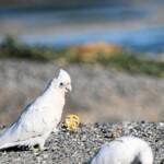 Little Corella (Cacatua sanguinea), Alice Springs Ponds © Dorothy Latimer