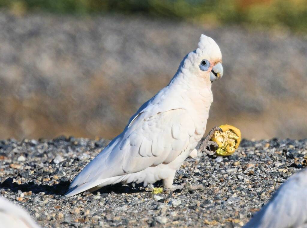Little Corella (Cacatua sanguinea), Alice Springs Ponds © Dorothy Latimer