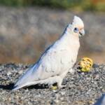 Little Corella (Cacatua sanguinea), Alice Springs Ponds © Dorothy Latimer