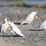 Little Corella (Cacatua sanguinea), Alice Springs Ponds © Dorothy Latimer