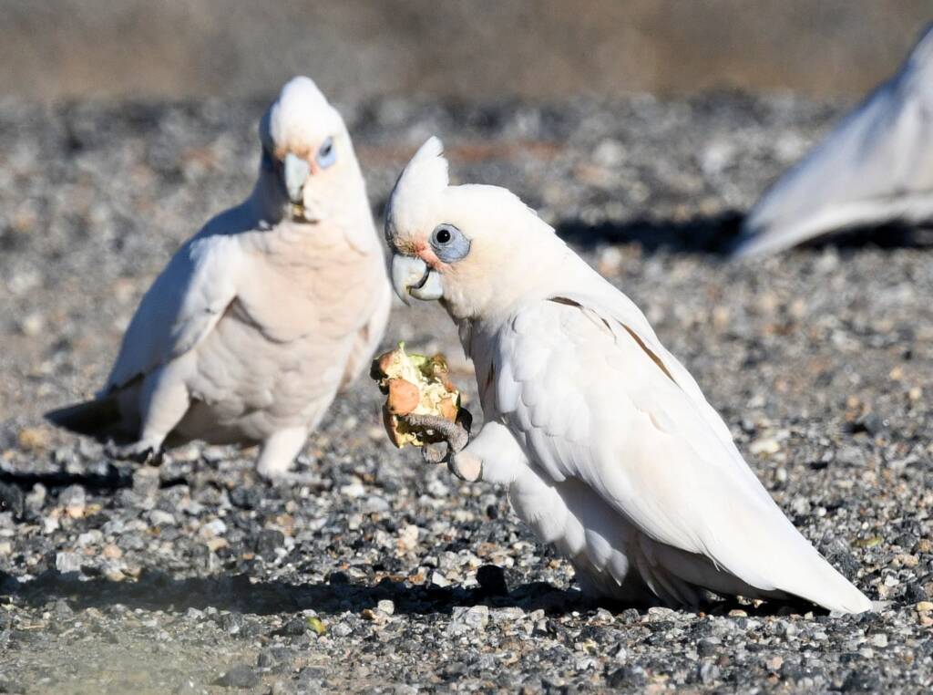 Little Corella (Cacatua sanguinea), Alice Springs Ponds © Dorothy Latimer