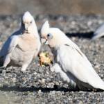Little Corella (Cacatua sanguinea), Alice Springs Ponds © Dorothy Latimer