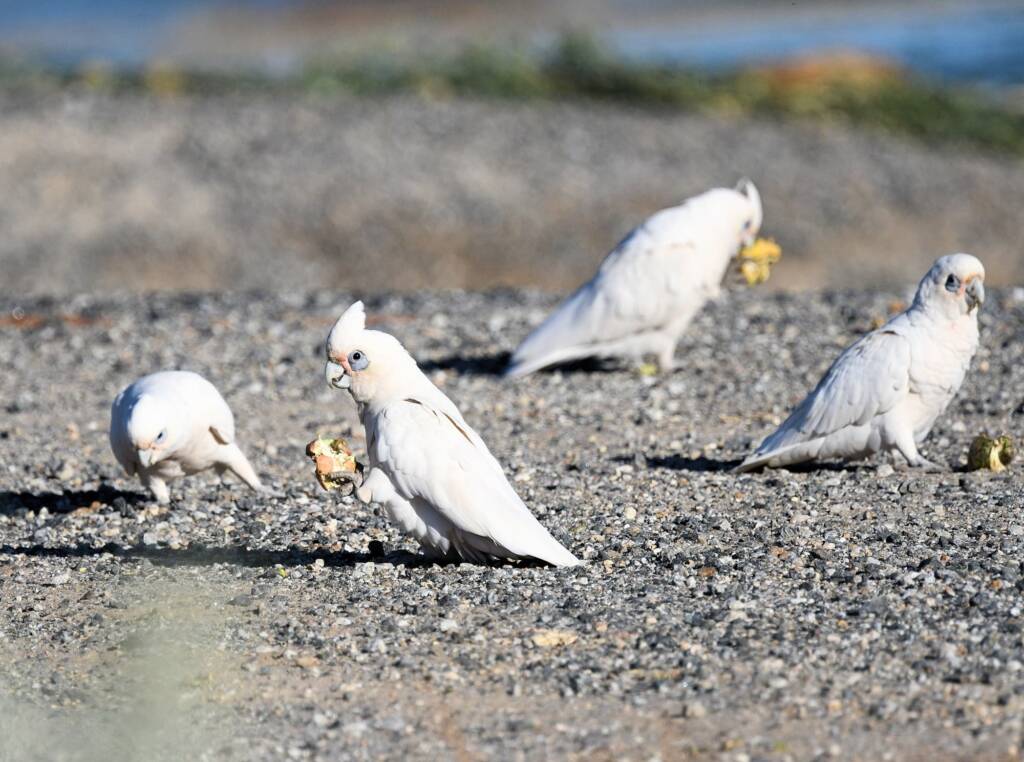 Little Corella (Cacatua sanguinea), Alice Springs Ponds © Dorothy Latimer