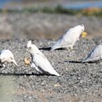 Little Corella (Cacatua sanguinea), Alice Springs Ponds © Dorothy Latimer