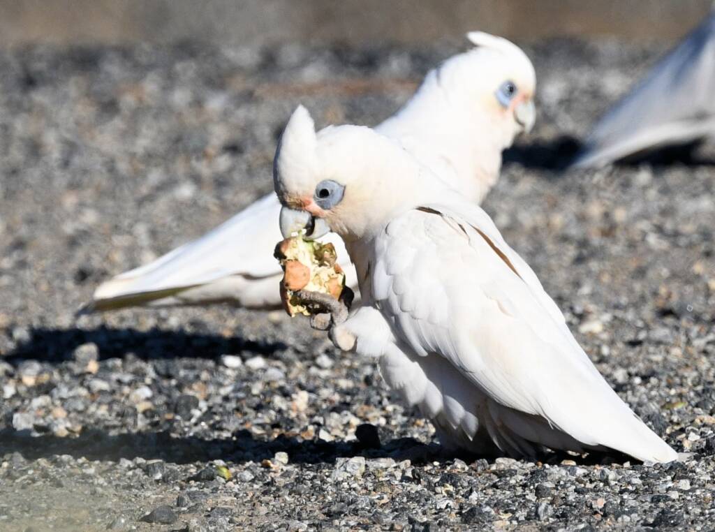 Little Corella (Cacatua sanguinea), Alice Springs Ponds © Dorothy Latimer