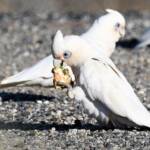 Little Corella (Cacatua sanguinea), Alice Springs Ponds © Dorothy Latimer