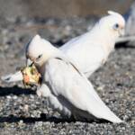 Little Corella (Cacatua sanguinea), Alice Springs Ponds © Dorothy Latimer